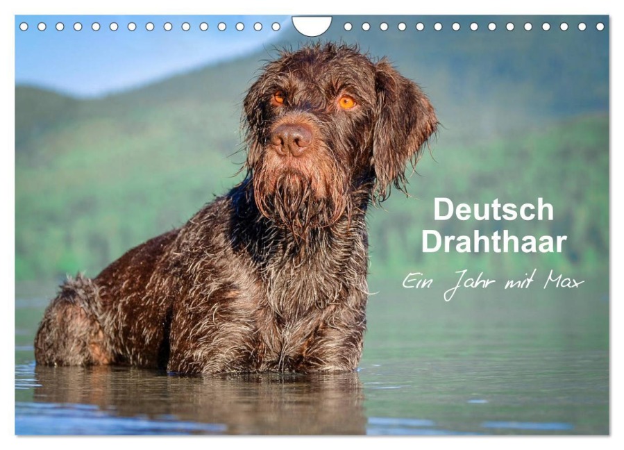 Deutsch Drahthaar - Ein Jahr mit Max (Wandkalender 2026 DIN A4 quer), CALVENDO Monatskalender - Wuffclick-Pic Wuffclick-Pic