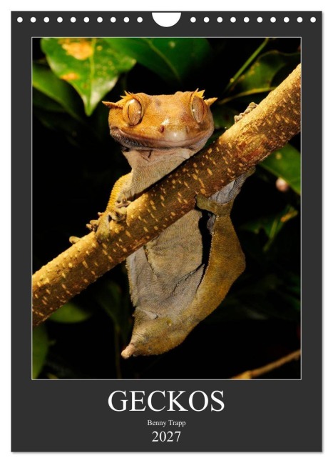 GECKOS (Wandkalender 2027 DIN A4 hoch), CALVENDO Monatskalender - Benny Trapp