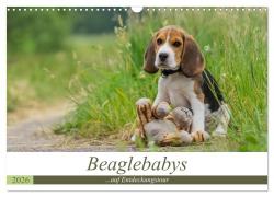 Cover-Bild zum Titel 'Beaglebabys auf Entdeckungstour (Wandkalender 2026 DIN A3 quer), CALVENDO Monatskalender' von 'Sonja Teßen'