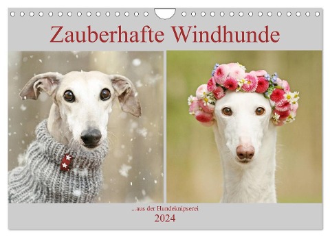 Zauberhafte Windhunde (Wandkalender 2024 DIN A4 quer), CALVENDO Monatskalender - Kathrin Köntopp