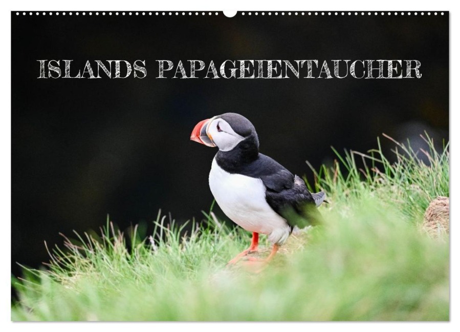 Islands Papageientaucher (Wandkalender 2026 DIN A2 quer), CALVENDO Monatskalender - Johannes Tomaschko
