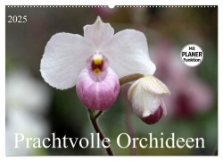 Prachtvolle Orchideen (Wandkalender 2025 DIN A2 quer), CALVENDO Monatskalender - SchnelleWelten SchnelleWelten