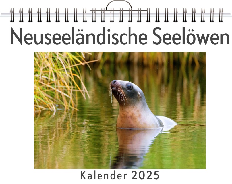 Neuseeländische Seelöwen - Lina Schäfer