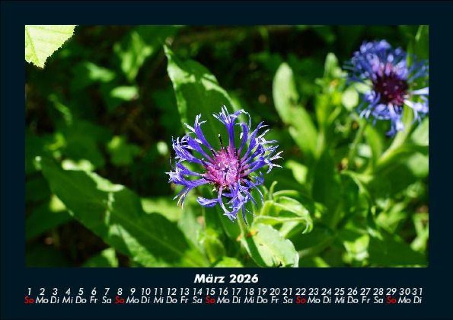 InsideView 7