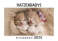 Katzenbabys - Bibi Hübsch