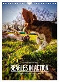 Beagles in action (Wall Calendar 2024 DIN A4 portrait), CALVENDO 12 Month Wall Calendar - Gregor Hartmann