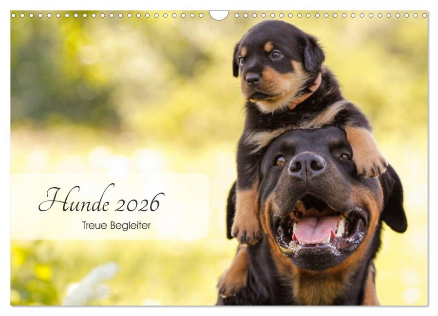 Hunde 2026 - Treue Begleiter (Wandkalender 2026 DIN A3 quer), CALVENDO Monatskalender - Janice Pohle