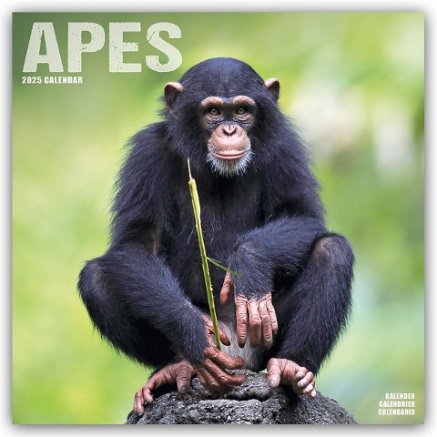 Apes - Affen 2025 - 16-Monatskalender - Avonside Publishing Ltd