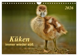 Cover-Bild zum Titel 'Küken - immer wieder süß (Wandkalender 2026 DIN A4 quer), CALVENDO Monatskalender' von 'Peter Roder'
