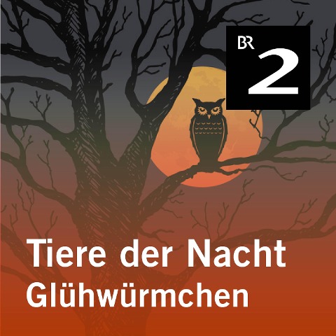 Tiere der Nacht: Glühwürmchen - Silke Wolfrum