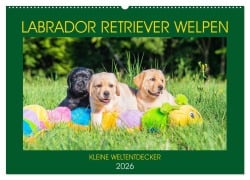 Cover-Bild zum Titel 'Labrador Retriever Welpen - Kleine Weltentdecker (Wandkalender 2026 DIN A2 quer), CALVENDO Monatskalender' von 'Sigrid Starick'
