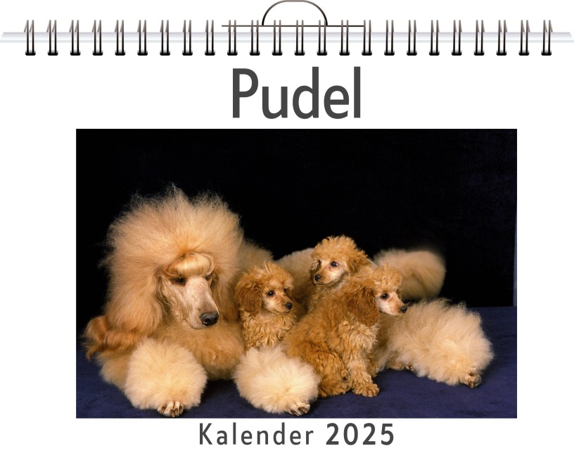 Pudel - Matteo Möller