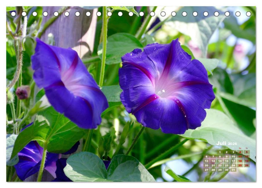 InsideView 12