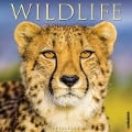 Wildlife 2025 12 X 12 Wall Calendar - Willow Creek Press