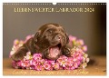 Liebenswerter Labrador 2024 (Wandkalender 2024 DIN A3 quer), CALVENDO Monatskalender - Annett Mirsberger