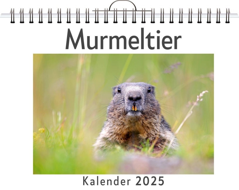 Murmeltier - Alice Meyer