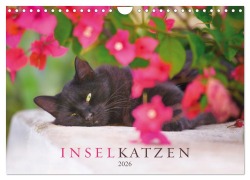 Inselkatzen (Wandkalender 2026 DIN A4 quer), CALVENDO Monatskalender - Christina Krutz
