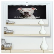 Cover-Bild zum Titel 'DOGO ARGENTINO (hochwertiger Premium Wandkalender 2026 DIN A2 quer), Kunstdruck in Hochglanz' von 'Schuberts-Fotografie Schuberts-Fotografie'
