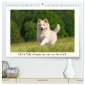 Kleine Islandhunde entdecken die Welt (hochwertiger Premium Wandkalender 2025 DIN A2 quer), Kunstdruck in Hochglanz - Monika Scheurer