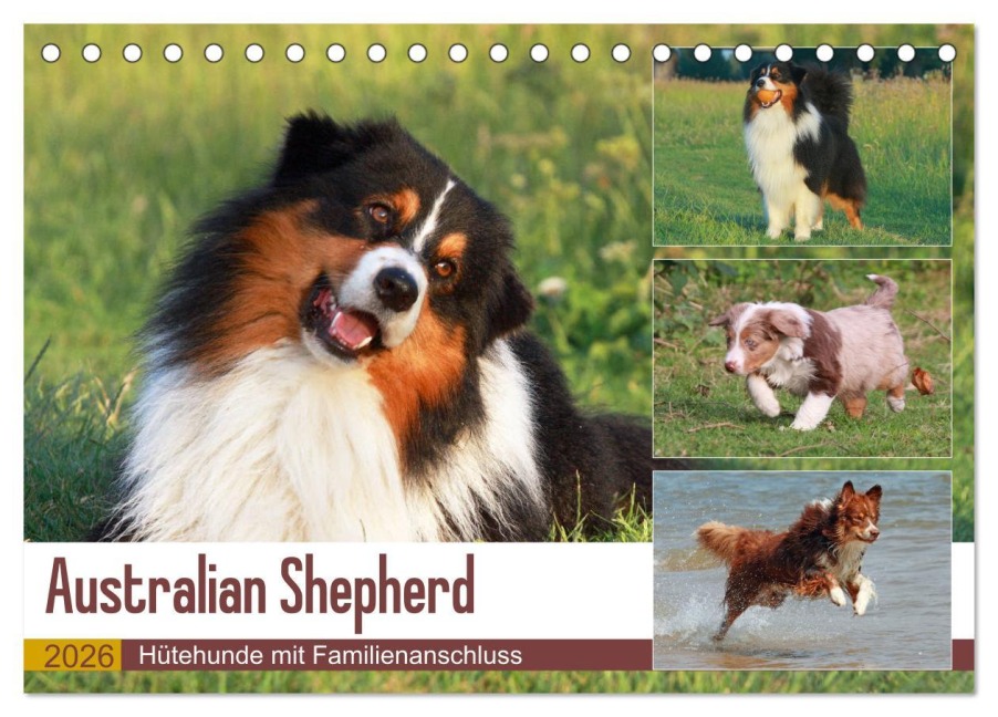 Australian Shepherd - Hütehunde mit Familienanschluss (Tischkalender 2026 DIN A5 quer), CALVENDO Monatskalender - Barbara Mielewczyk