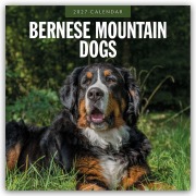Cover-Bild zum Titel 'Bernese Mountain Dog - Berner Sennenhund 2027 - 16-Monatskalender' von 'Robin Red'