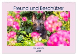 Freund und Beschützer - Der Malinois (Wandkalender 2026 DIN A2 quer), CALVENDO Monatskalender - Sigrid Starick
