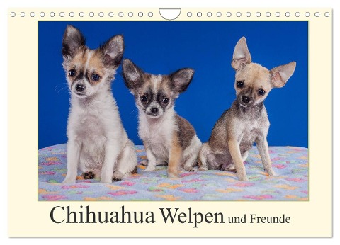 Chihuahua Welpen und Freunde (Wandkalender 2024 DIN A4 quer), CALVENDO Monatskalender - Gabriela Wejat-Zaretzke