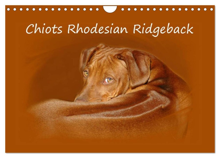 Chiots Rhodesian Ridgeback (Calendrier mural 2026 DIN A4 vertical), CALVENDO calendrier mensuel - Anke van Wyk - www. germanpix. net