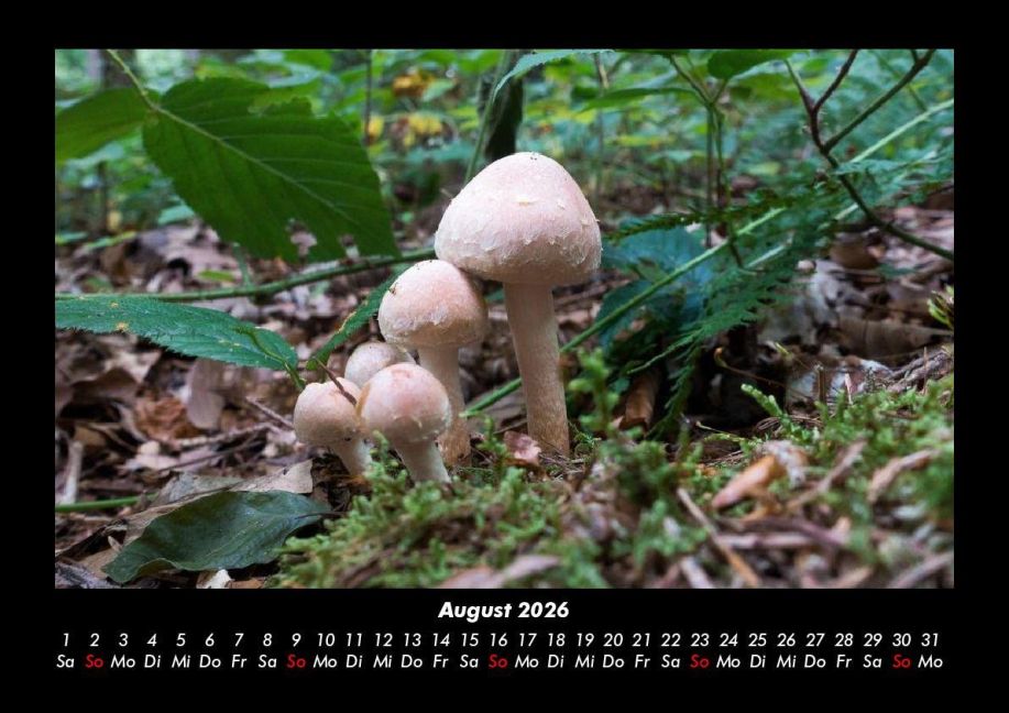 InsideView 12