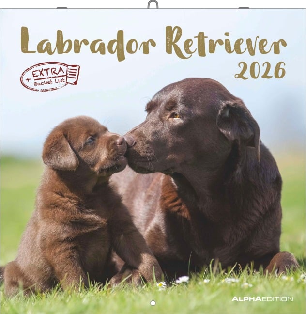 Labrador Retriever 2026 - Broschürenkalender 30x30 cm (30x60 geöffnet) - Kalender mit Platz für Notizen - Dachshund - Bildkalender - Wandplaner - Dackelkalender - 