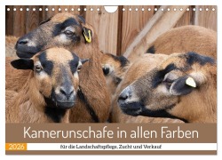 Kamerunschafe in allen Farben (Wandkalender 2026 DIN A4 quer), CALVENDO Monatskalender - Marion Sixt