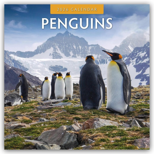 Penguins - Pinguine 2026 - 16-Monatskalender - Robin Red