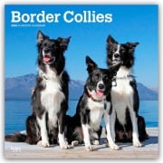 Border Collies 2026 - 16-Monatskalender - Browntrout Publishers