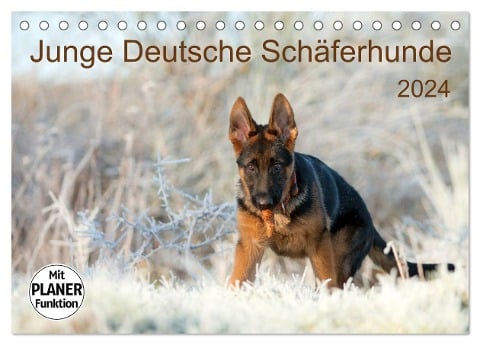 Junge Deutsche Schäferhunde (Tischkalender 2024 DIN A5 quer), CALVENDO Monatskalender - Petra Schiller