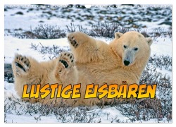 Lustige Eisbären (Wandkalender 2025 DIN A3 quer), CALVENDO Monatskalender - Joern Stegen