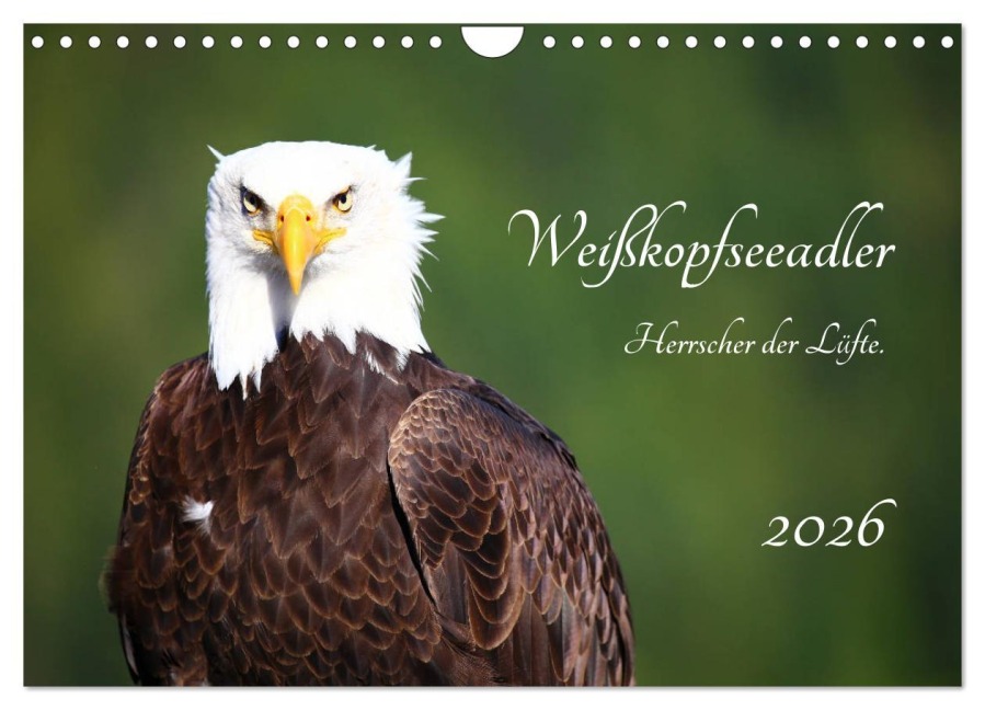 Weißkopfseeadler. Herrscher der Lüfte. 2026 (Wandkalender 2026 DIN A4 quer), CALVENDO Monatskalender - Holm Anders