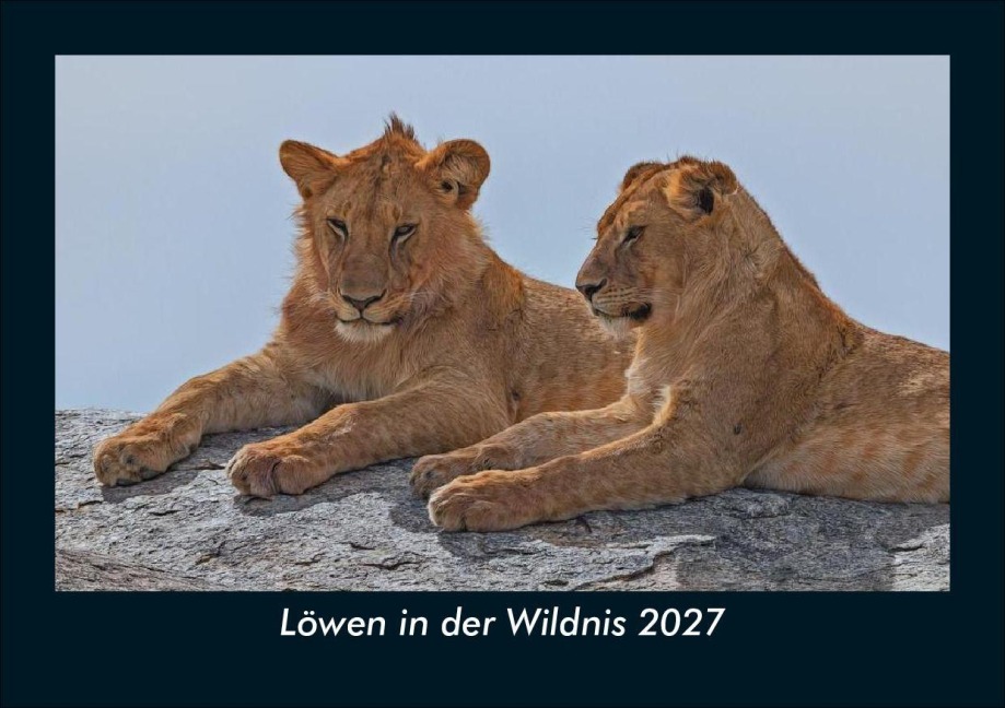 Löwen in der Wildnis 2027 Fotokalender DIN A5 - Tobias Schmitt, Kevin Heber