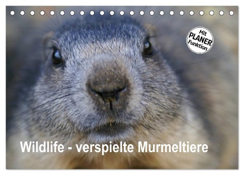 Wildlife - Verspielte Murmeltiere (Tischkalender 2025 DIN A5 quer), CALVENDO Monatskalender - Susan Michel CH