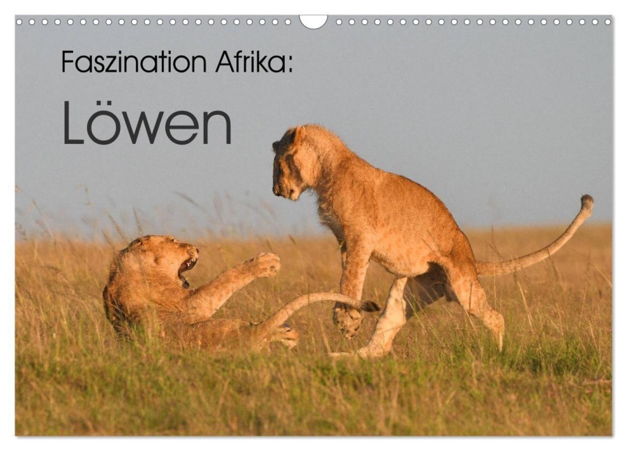 Faszination Afrika: Löwen (Wandkalender 2027 DIN A3 quer), CALVENDO Monatskalender - Elmar Weiss