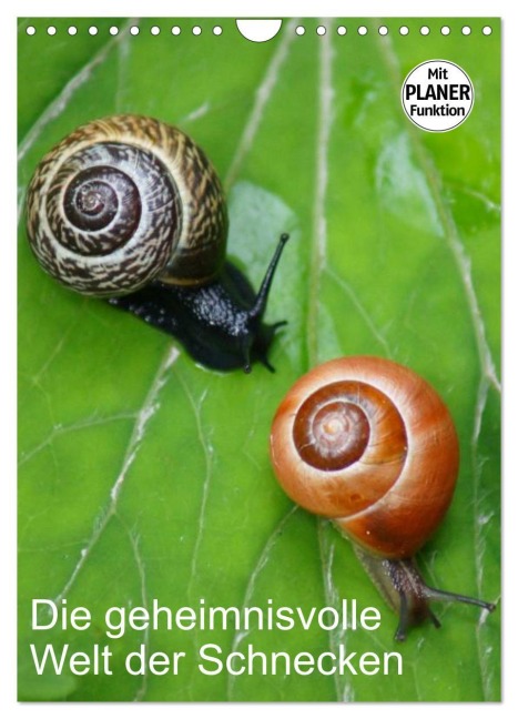 Die geheimnisvolle Welt der Schnecken (Wandkalender 2026 DIN A4 hoch), CALVENDO Monatskalender - Kattobello Kattobello