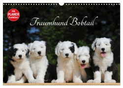 Cover-Bild zum Titel 'Traumhund Bobtail (Wandkalender 2026 DIN A3 quer), CALVENDO Monatskalender' von 'Sigrid Starick'