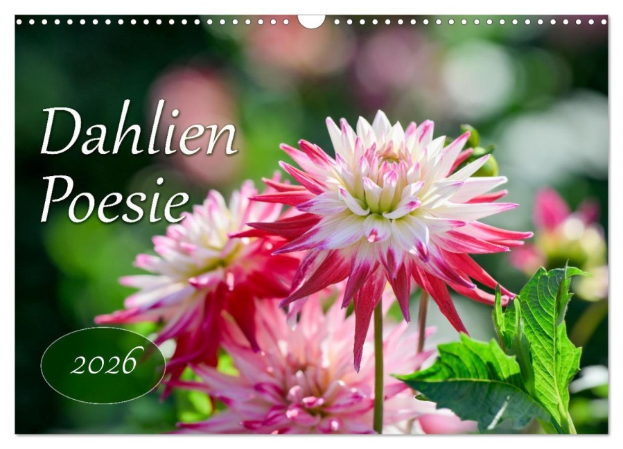 Dahlien Poesie (Wandkalender 2026 DIN A3 quer), CALVENDO Monatskalender - Rainer Plett