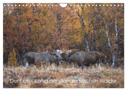 Cover-Bild zum Titel 'Der Elch - König der skandinavischen Wälder (Wandkalender 2026 DIN A4 quer), CALVENDO Monatskalender' von 'David Oberholzer'