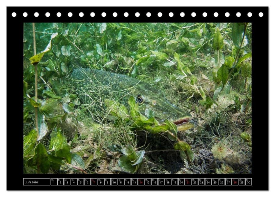 InsideView 11