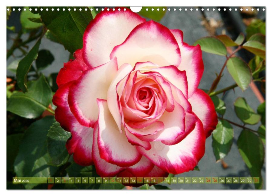 InsideView 10
