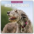 Irish Wolfhounds - Irischer Wolfshund 2025 - 16-Monatskalender - Robin Red