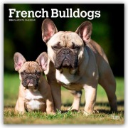 French Bulldogs - Französische Bulldogge 2026 - 16-Monatskalender - Browntrout Publishers