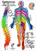 Dermatome - Spinalnervenwurzeln Hautversorgungsgebiete - Tanja Aeckersberg