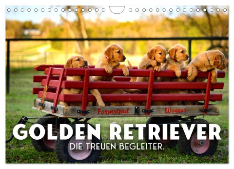 Golden Retriever - Die treuen Begleiter. (Wandkalender 2025 DIN A4 quer), CALVENDO Monatskalender - Sf Sf