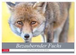Cover-Bild zum Titel 'Bezaubernder Fuchs - ein Freund auf leisen Sohlen (Wandkalender 2026 DIN A2 quer), CALVENDO Monatskalender' von 'Perdita Petzl'